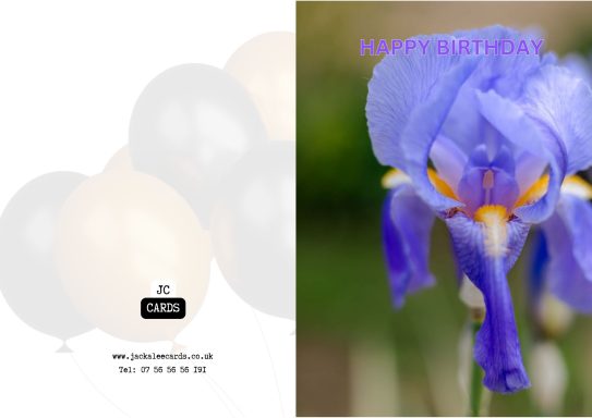 JC 0021 A vibrant purple iris flower with yellow accents against a blurred background.