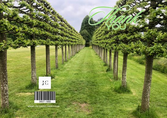 Pathway lined with neatly pruned trees in a green field, under a cloudy sky.